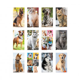 Cani E Gatti Cani E Gatti