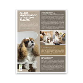 Cani E Gatti Cani E Gatti