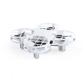 Olandese Colorful  Olandese Colorful