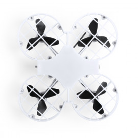 Olandese Colorful  Olandese Colorful