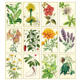 Calendario Erboristeria