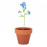 Terracotta pot 'forget me not'