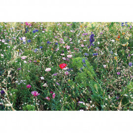 Flowers mix seeds in envelope