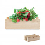 Strawberry kit in wooden crate